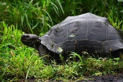 Chelonoidis niger porteri