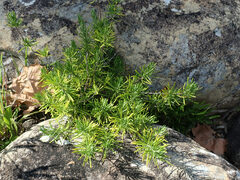 Conradina verticillata