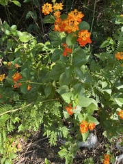 Lantana urticoides