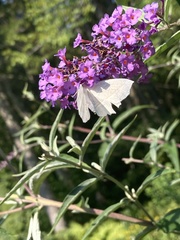 Campaea perlata