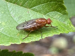 Dryomyza anilis