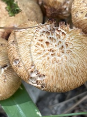 Desarmillaria caespitosa