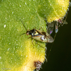 Orthops