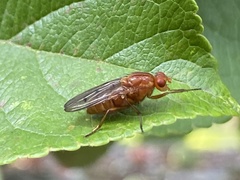 Dryomyza anilis