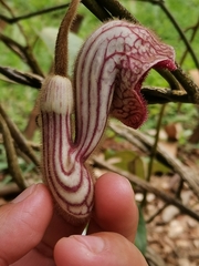 Aristolochia tongbiguanensis