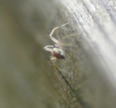 Lepthyphantes