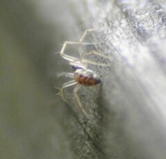 Lepthyphantes