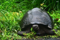 Chelonoidis niger porteri