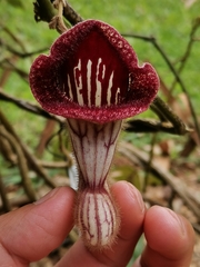 Aristolochia tongbiguanensis