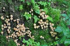 Coprinellus micaceus