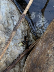 Polistes comanchus