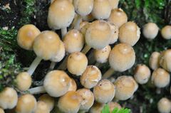 Coprinellus micaceus