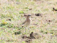 Oenanthe isabellina