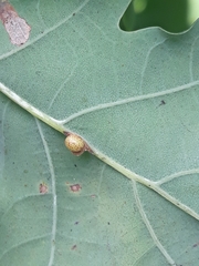 Neuroterus anthracinus