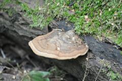 Ganoderma applanatum