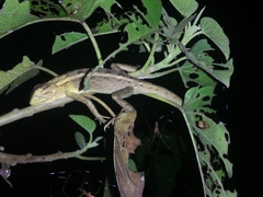 Calotes versicolor