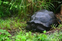 Chelonoidis niger porteri