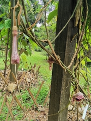 Aristolochia tongbiguanensis