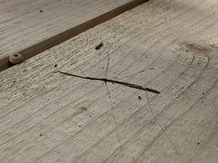 Emesaya brevipennis
