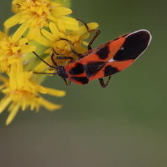 Tropidothorax leucopterus