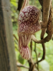 Aristolochia tongbiguanensis
