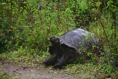 Chelonoidis niger porteri