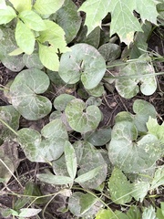 Asarum europaeum