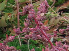 Atriplex prostrata