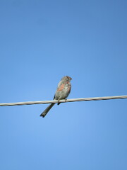 Carpodacus sibiricus