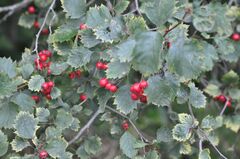 Crataegus laevigata