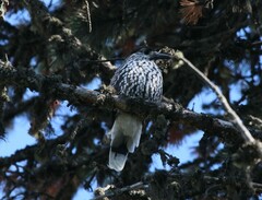 Nucifraga caryocatactes