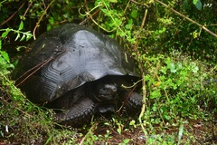 Chelonoidis niger porteri
