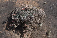 Helichrysum monogynum