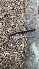 Narceus americanus