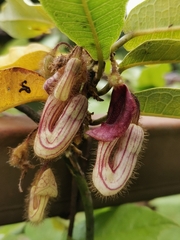 Aristolochia howii