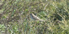 Cisticola juncidis terrestris