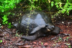 Chelonoidis niger porteri