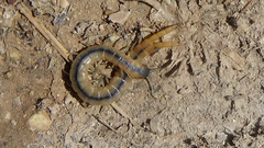 Scolopendridae
