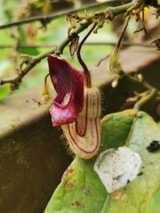 Aristolochia howii