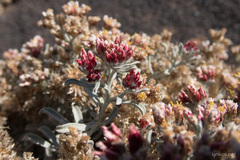 Helichrysum monogynum