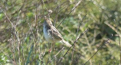 Cisticola juncidis terrestris