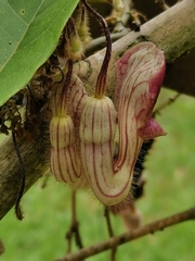 Aristolochia howii