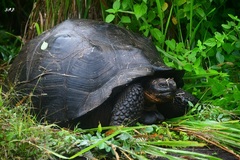 Chelonoidis niger porteri