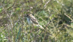 Cisticola juncidis terrestris
