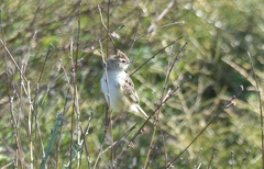 Cisticola juncidis terrestris