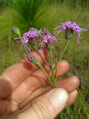 Carphephorus tomentosus