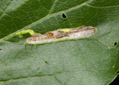 Phyllonorycter celtisella