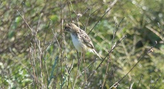 Cisticola juncidis terrestris