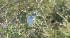 Cisticola juncidis terrestris