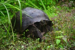 Chelonoidis niger porteri